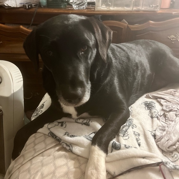 🌟POSH AMBASSADOR 🌟 - Picture 6 of 8